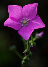 Fleur de Drosera hamiltonii