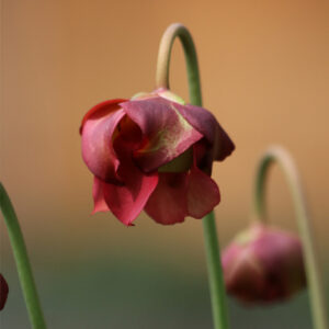 Tout savoir sur les fleurs des Sarracenia : image à la une