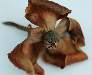 De la fleur de sarracenia à leurs graines