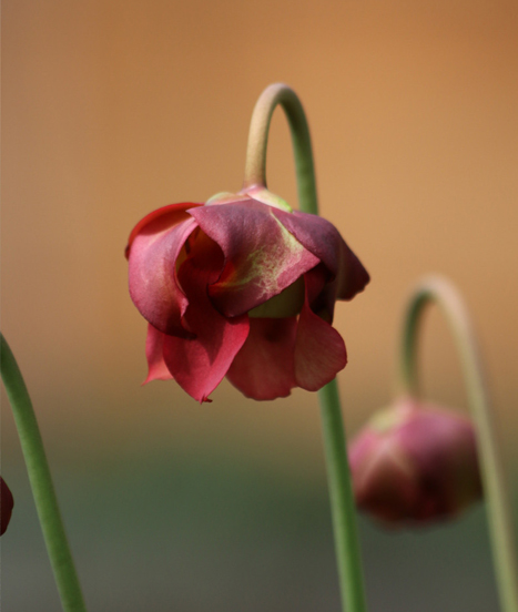 Splendide fleur de plante carnivore sarracenia