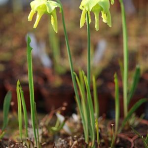 Plantes carnivores : premières fleurs de Sarracenia : image à la une