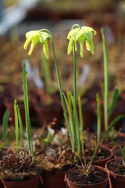 Fleurs de Sarracenia flava var ornata