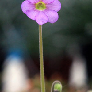 Grassettes en hiver : image à la une