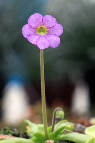 Fleur de Pinguicula 'Aphrodite'