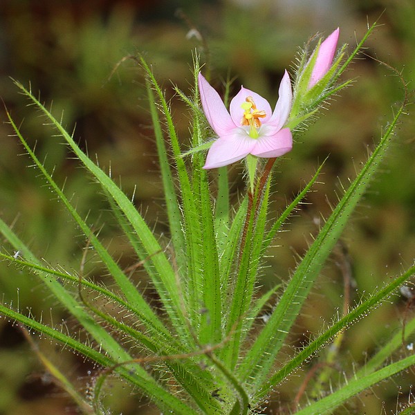 Fleurs de Roridula gorgonias (diamètre : 2 cm)