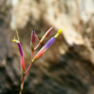 Comparaison : Tillandsia argentea vs Tillandsia fuchsii : image à la une