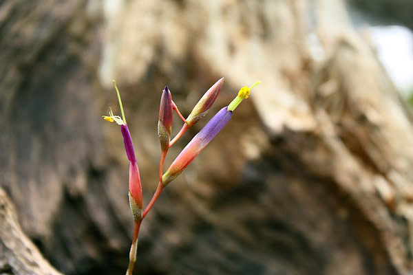 Nous sommes ici en présence d'une inflorescence de Tillandsia fuchsii !