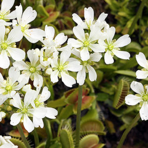 Dionée et floraison : image à la une