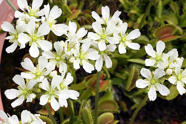 Fleurs de Dionaea muscipula en groupe, un joli spectacle !