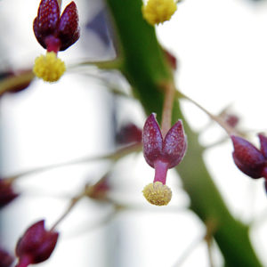 Fleurs de Nepenthes : image à la une