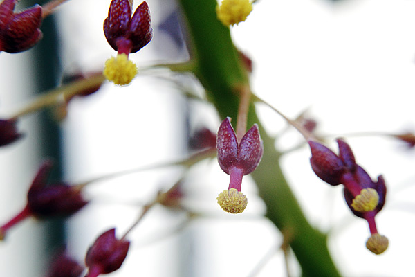 Fleurs de Nepenthes
