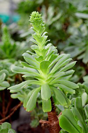 Cette rosette d'Aeonium vit ses derniers mois.