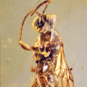 Incroyable : Une guêpe fossile piègeuse comme la Dionée ! : image à la une