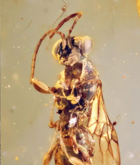 Fossile de Sirenobethylus charybdis - Crédit image : Qiong Wu
