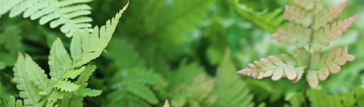 La multiplication des fougères peut commencer avec la famille des dryopteris