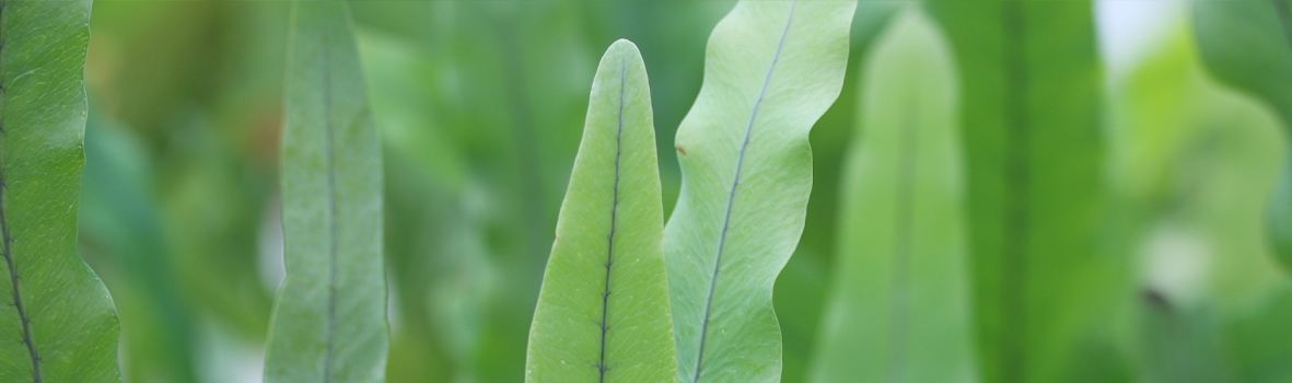 Phlebodium aureum se multiplie relativement facilement par division du rhizome
