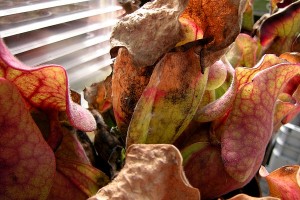 Fumagine sur des urnes de Sarracenia purpurea de la saison précédente. Le dessèchement des urnes fait partie du cycle de la plante et n’est pas causé par le champignon.