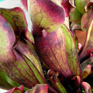 Les maladies et parasites des plantes carnivores : image à la une
