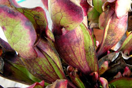 Fumagine sur des urnes de Sarracenia purpurea de la saison précédente.