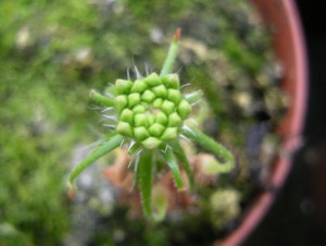 Gemmes de drosera scorpioides prèt à être récoltés
