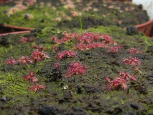 germination-drosera