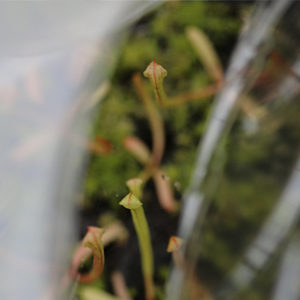 Semis de graines de plantes carnivores, guide : réussir la germination : image à la une