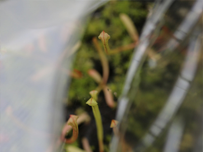 Semis réussis de Sarracenia