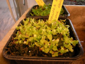 germination-nepenthes
Semis de Nepenthes ampullaria