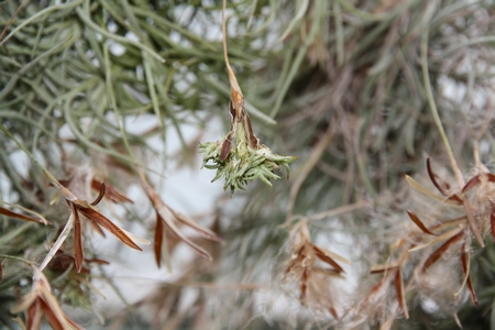 germination tillandsia spontanée