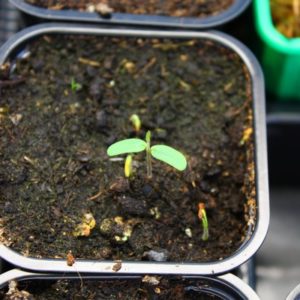 Naissance d’une plante sensitive : image à la une