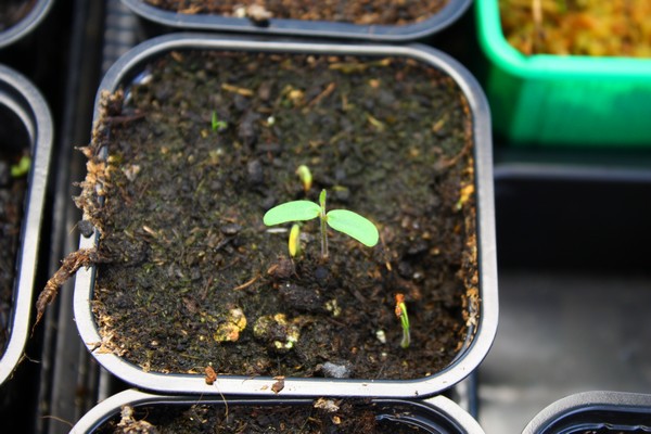 Naissance d'une plante sensitive