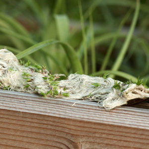 Tillandsia naissants : image à la une