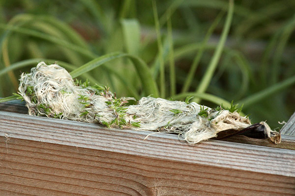 Germination de jeunes Tillandsia