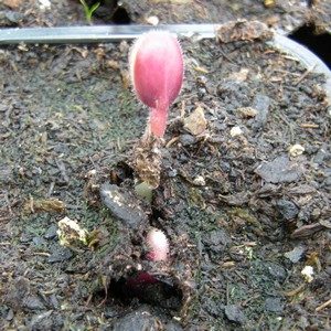 Semis de Proboscidea et d’Ibicella : image à la une