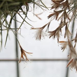 Semis de graines de Tillandsia : image à la une