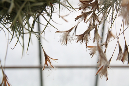 graines de tillandsia sur le point de s'envoler