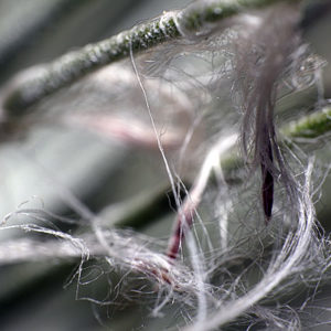 Tillandsia : des graines un peu spéciales : image à la une
