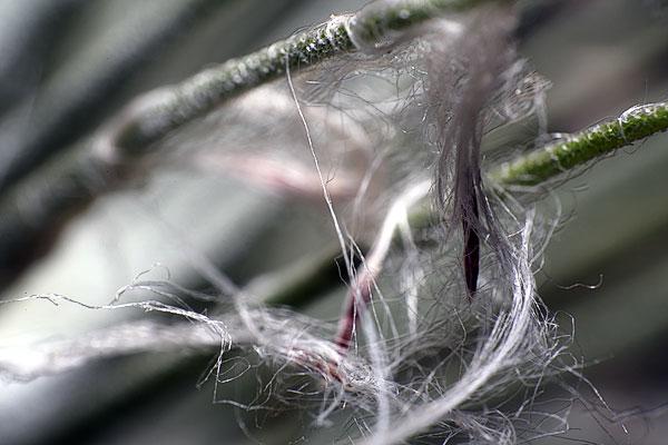 Graines de Tillandsia