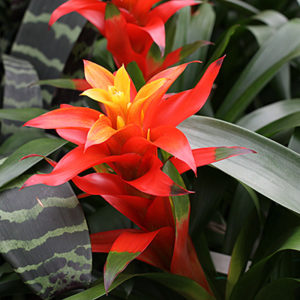 Curieux Guzmania : image à la une
