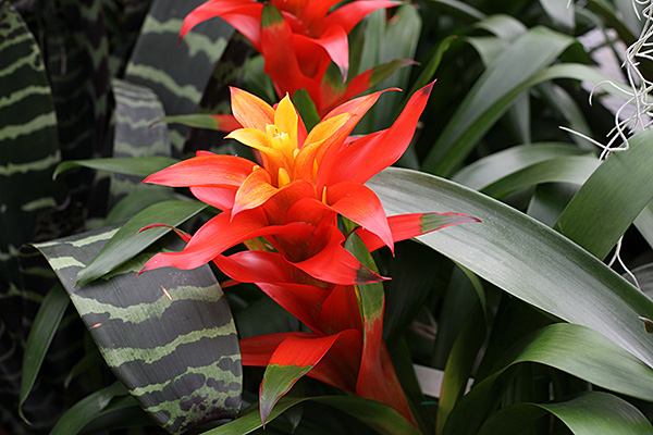 Guzmania Jazz