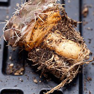 Cactus : une racine étonnante ! : image à la une