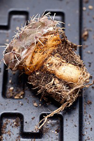 Racine napiforme de Gymnocalycium kieslingii f. castaneum. Le substrat adhère aux radicelles latérales.