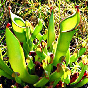Heliamphora : image à la une