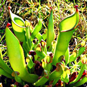 Plante carnivore Heliamphora