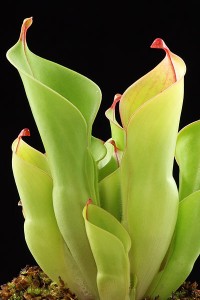 Heliamphora heterodoxa x nutans en culture