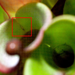 Heliamphora : Des urnes jamais pleines d’eau : image à la une