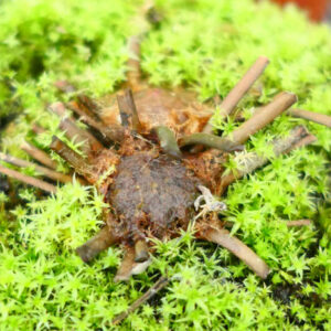 La dormance chez les plantes carnivores : un repos bien mérité : image à la une