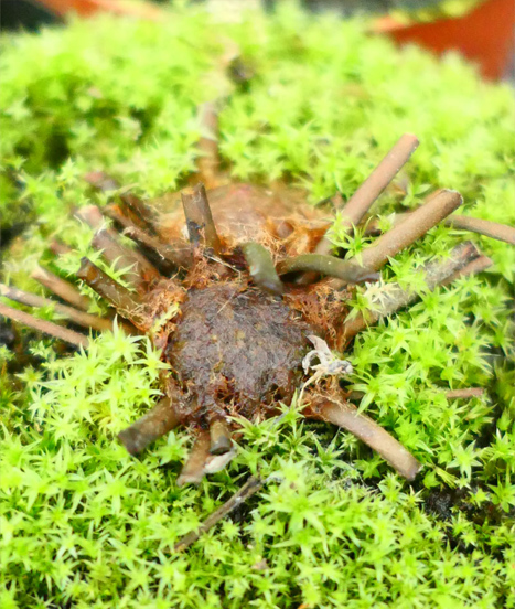 Hibernacle de dormance chez un Drosera filiformis