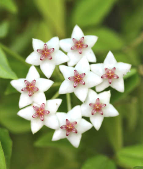 Les hoya, leur biologie, leur milieu naturel