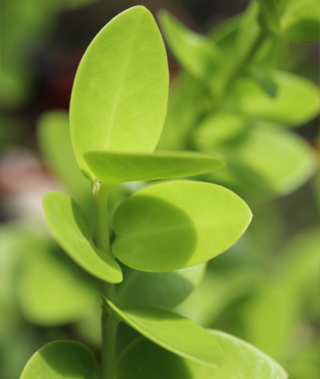 Hoya cummingiana, un hoya de culture facile
